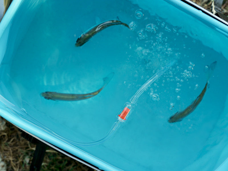 Delphin HydrO2 Sauerstoffpumpe mit Akku