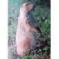 MARTIN Scheibenauflage Erdhörnchen – 5 Stück