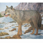 JVD Archery Scheibenauflage WOLF – 5 Stück