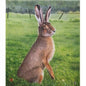 JVD Archery Scheibenauflage HASE – 10 Stück