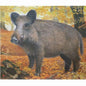 JVD Archery Scheibenauflage WILDSCHWEIN – 10 Stück